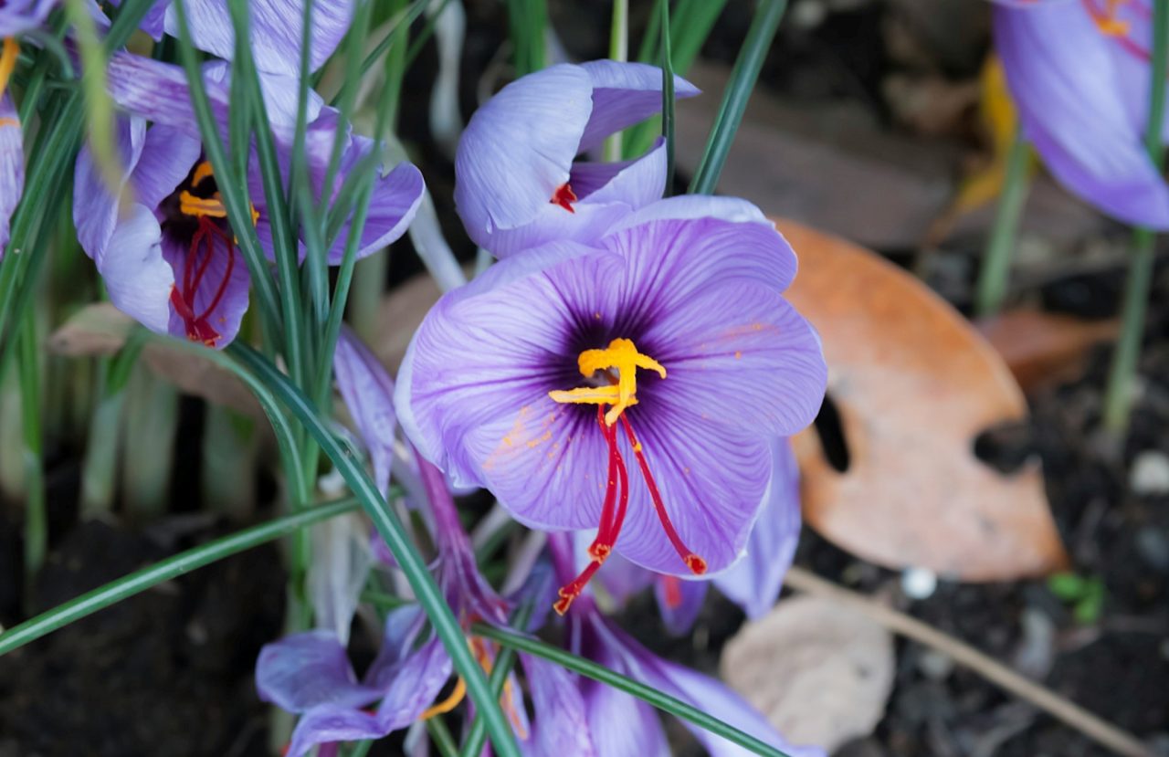 Crocus-sativus-1280x829.jpg