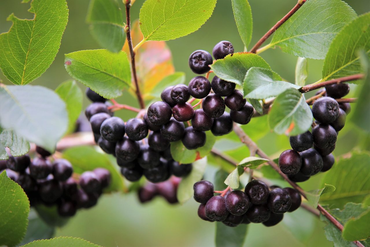 Aronia-1280x853.jpg