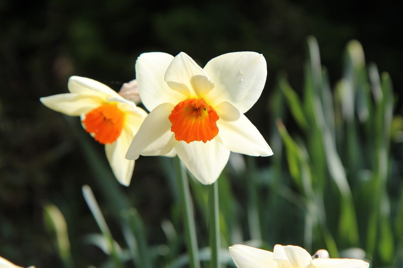 Narcissus